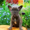 Frenchie Puppy Paint By Number