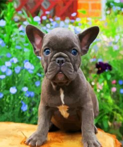 Frenchie Puppy Paint By Number