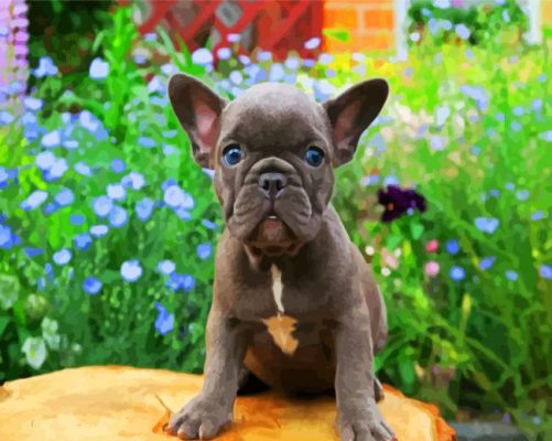 Frenchie Puppy Paint By Number