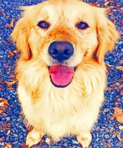 Golden Retriever Animal Paint By Number