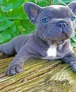 Grey Frenchie Bulldog Paint By Numbe
