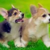 Pembroke Welsh Corgi Puppies Paint By Number