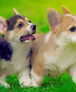 Pembroke Welsh Corgi Puppies Paint By Number