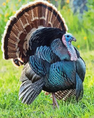 Wild Turkey Bird Paint By Number