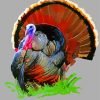 Wild Turkey Art Paint By Number