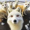 Arctic Foxes Selfie Paint By Number
