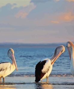 Australian Pelican Paint By Numbers