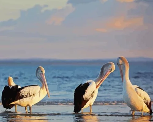 Australian Pelican Paint By Numbers