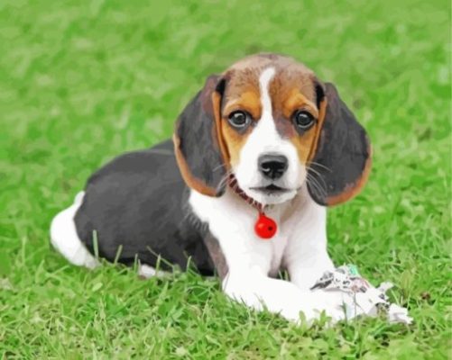 Beagle Puppy Paint By Number