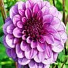 Beautiful Purple Dahlia Paint By Number