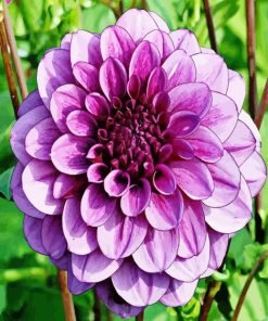 Beautiful Purple Dahlia Paint By Number
