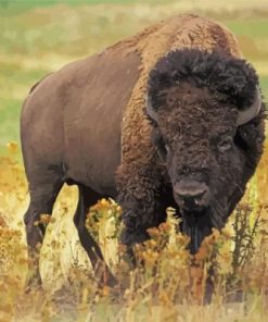 Wild Bison Animal Paint By Numbers