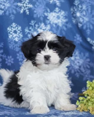 Shih Tzu Maltese Paint By Number