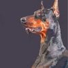 Black Doberman Paint By Number