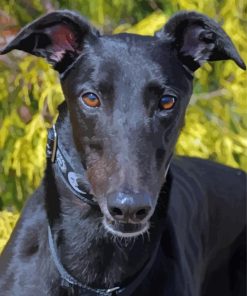 Black Greyhound Paint By Number