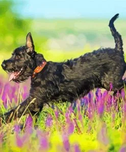 Black Schnauzer Paint By Number