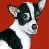Black White Chihuahua Paint By Number