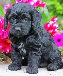 Black Cockapoo Dog Paint By Number