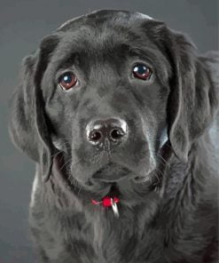 Cute Black Labrador Paint By Number