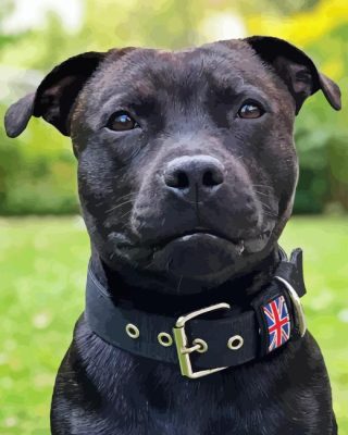 Black Staffy Bull Terrier Paint By Number