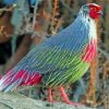 Blood Pheasant Bird Paint By Number