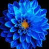 Blue Dahlia Paint By Number