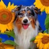 Border Collie And Sunflowers Paint By Number