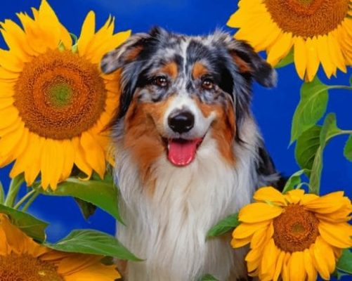 Border Collie And Sunflowers Paint By Number