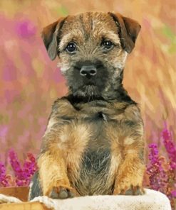 Border Terrier Dog Paint By Number