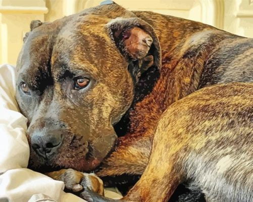Brindle Pitbull Dog Paint By Numbers