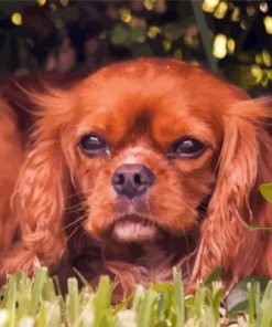 Brown King Charles Cavalier Paint By Numbers