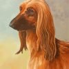 Brown Afghan Hound Paint By Number