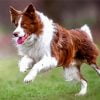 Brown Border Collie Paint By Number