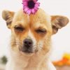 Chihuahua With Flower Paint By Number