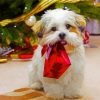 Christmas White Schnauzer Paint By Number