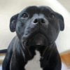 Black Staffordshire Bull Terrier Paint By Number