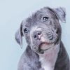 Cute Blue Staffy Paint By Number