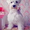 White Miniature Schnauzer Dog Paint By Number