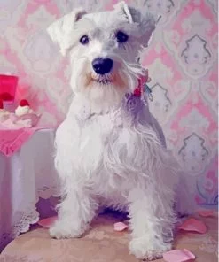 White Miniature Schnauzer Dog Paint By Number