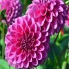 Dahlia Purple Flower Paint By Number