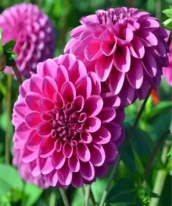 Dahlia Purple Flower Paint By Number