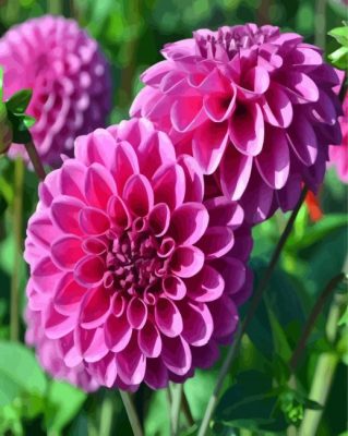 Dahlia Purple Flower Paint By Number