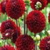 Dark Red Dahlias Paint By Number