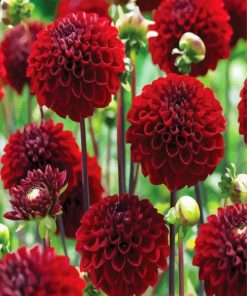 Dark Red Dahlias Paint By Number