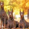 Doberman Family Paint By Number