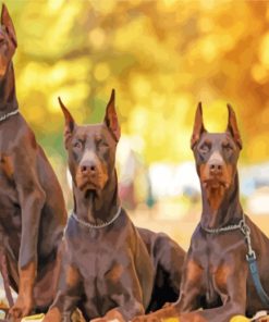 Doberman Family Paint By Number