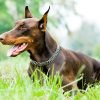 Brown Doberman Paint By Number