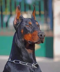 Dobermann Dog Paint By Number