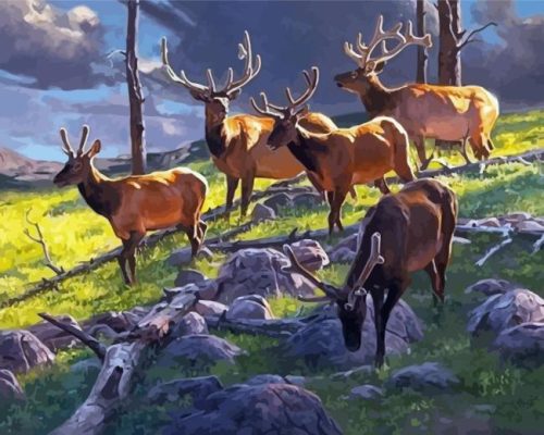 Elk Herd Wildlife Paint By Number