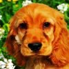 Cocker Spaniel Dog Paint By Numbers
